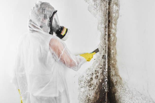 Why You Should Choose Our Mold Remediation Services in Eden, TX